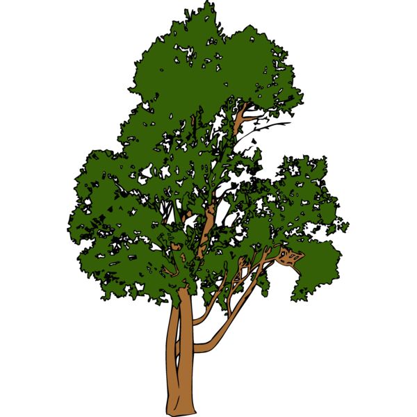 tree1 Thumbnail