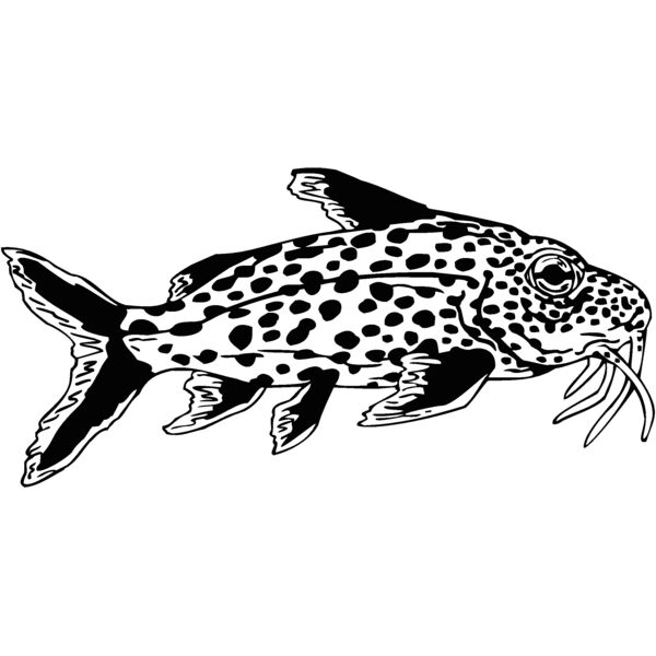 catfish Thumbnail