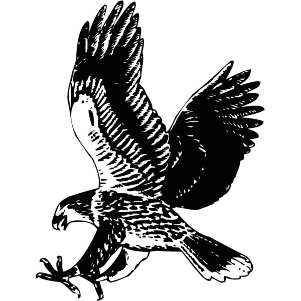 eagle23 Thumbnail