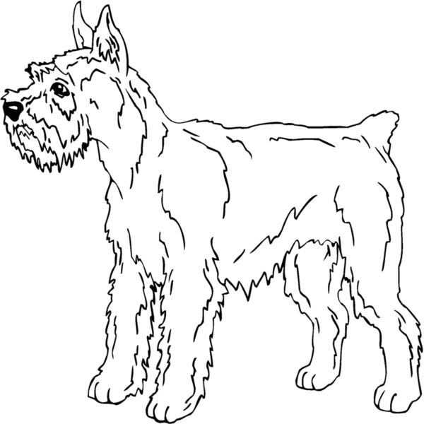 schnauzer Thumbnail