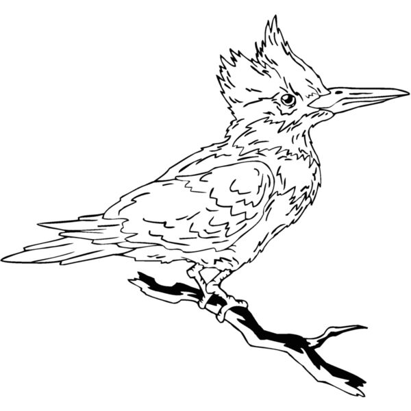 kingfish Thumbnail