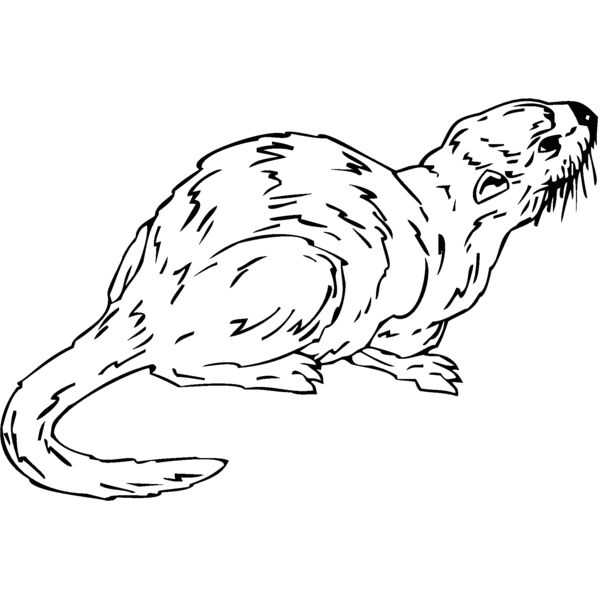 weasel Thumbnail
