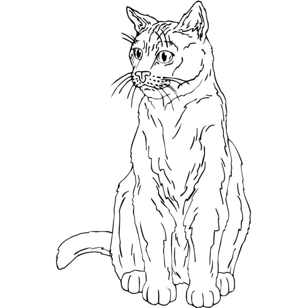 cat5 Thumbnail