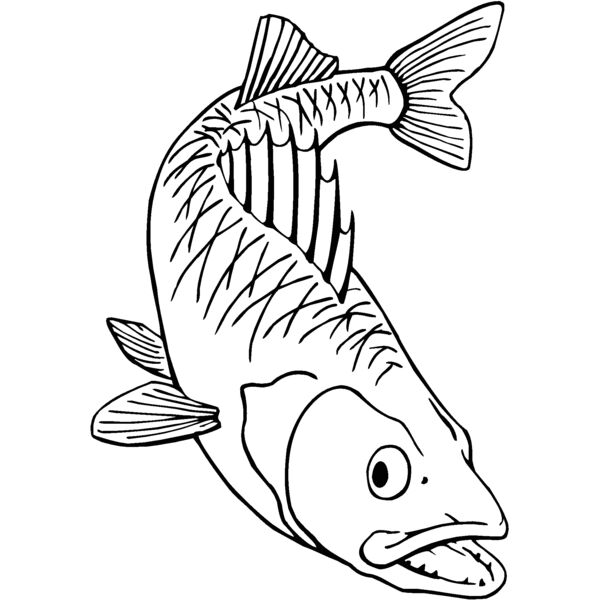walleye2 Thumbnail