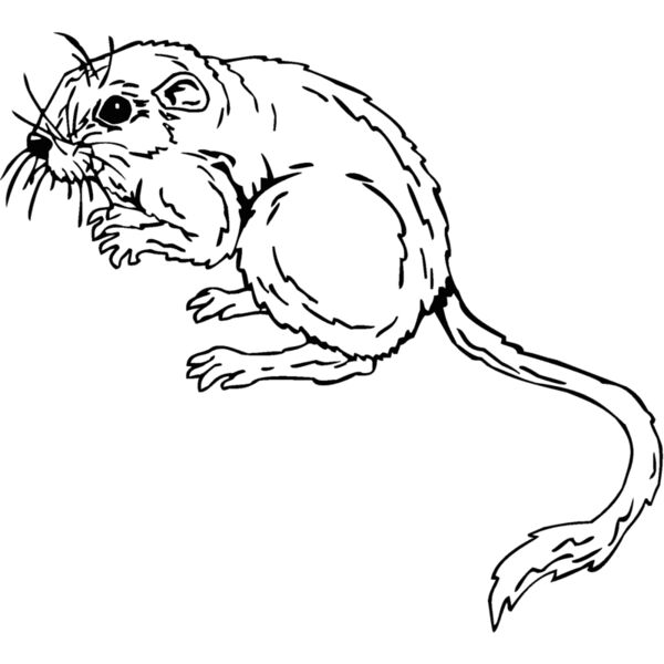 mouse2 Thumbnail