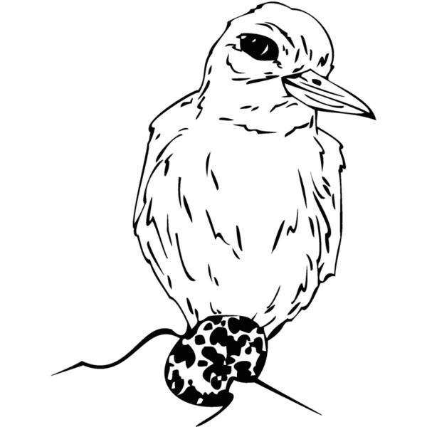 bird egg Thumbnail
