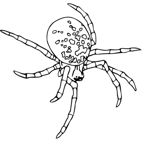 spider2 Thumbnail