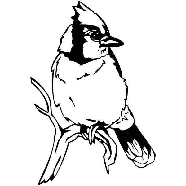 bluejay2 Thumbnail