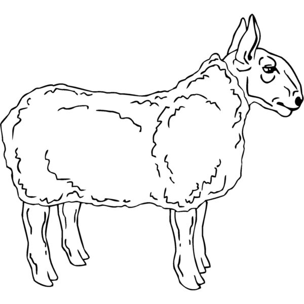 sheep4 Thumbnail