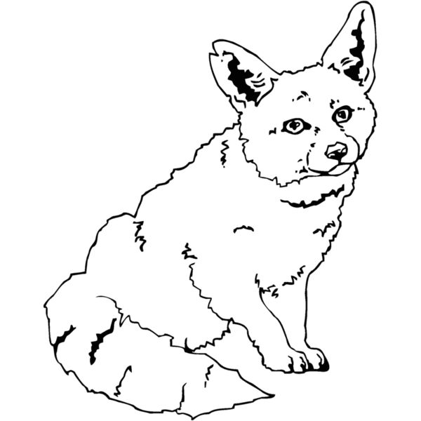 kit fox Thumbnail