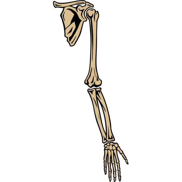 esbones003clr Thumbnail