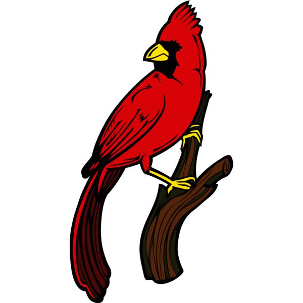 cardinal4 Thumbnail
