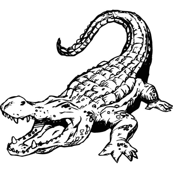 gator5 Thumbnail